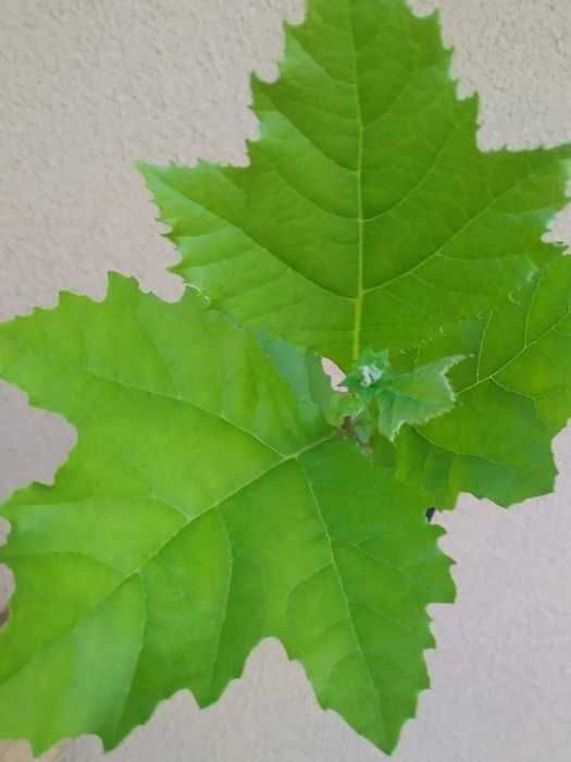 Платан.Саджанці у контейнерах