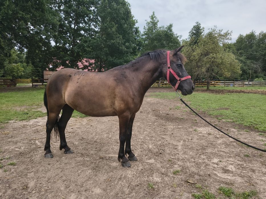 Sprzedam wałacha
