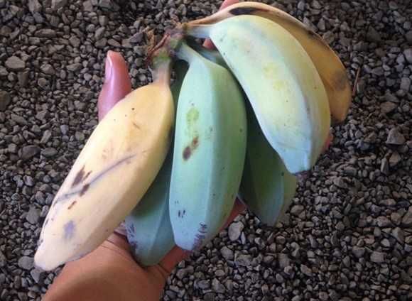 NOVIDADE a famosa BANANEIRA AZUL Apenas envios