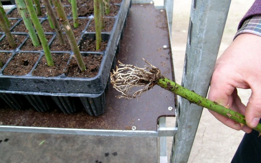 25 грам! Укорінювач РІЗОПОН 0,5%, 1% та 2% НА ВАГУ 25/50/100 грам