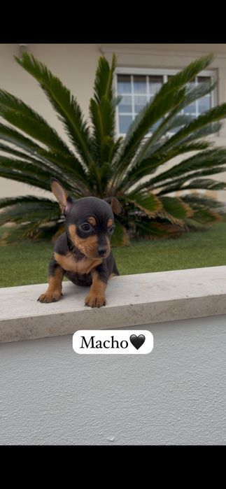Pinscher macho miniatura