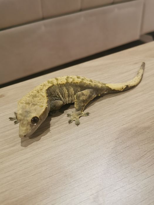 Gekon orzesiony samica