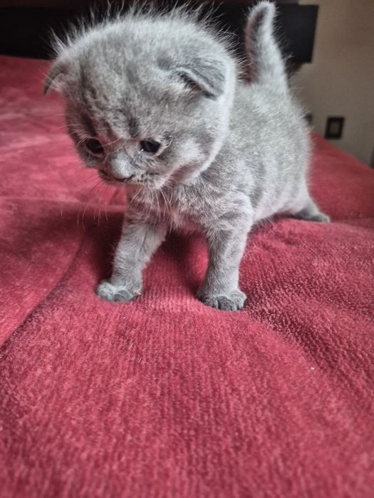 Scottish fold azul