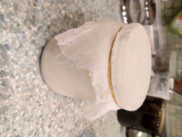 Тибетский молочный гриб для изготовления кефира