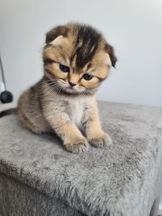 Scottish fold fêmea