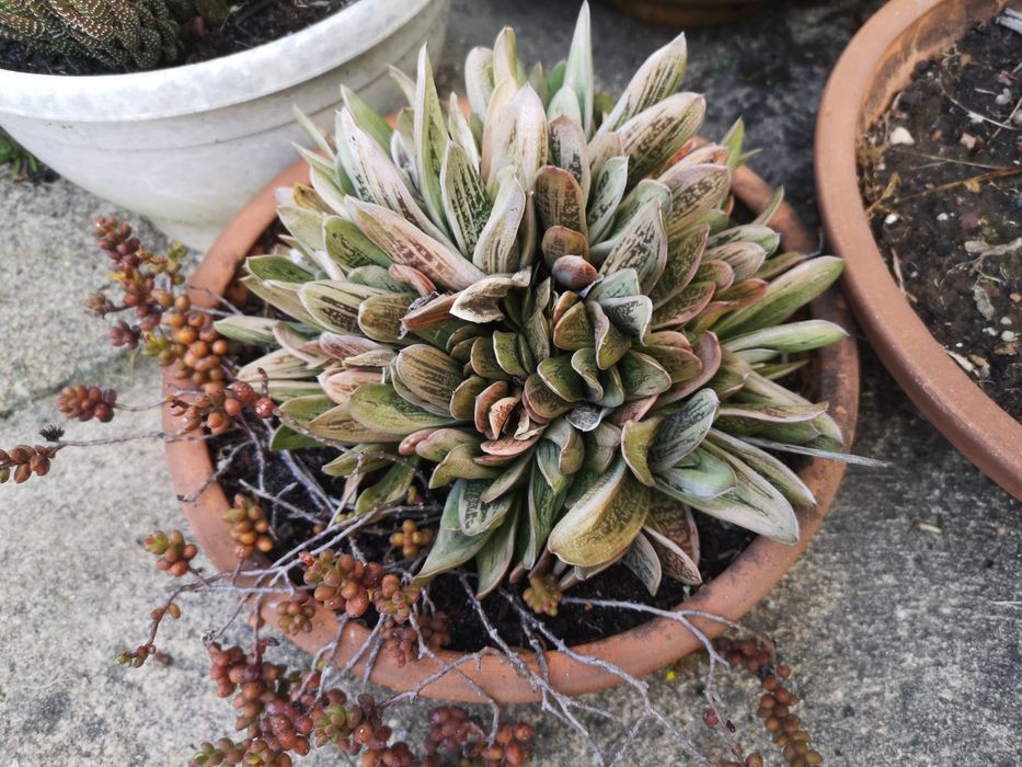 Suculentas em floreira