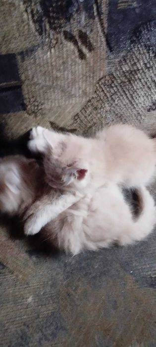 Віддам кошенят в добрі руки (Подільський район)