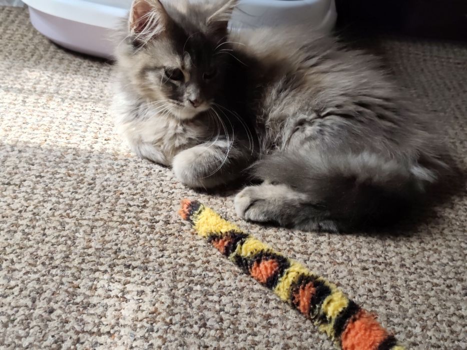Dziewczynka  niebieska szykret Maine Coon