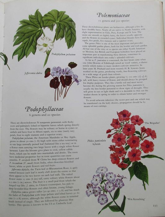 Flowers of the World - - - - - Encyclopedia