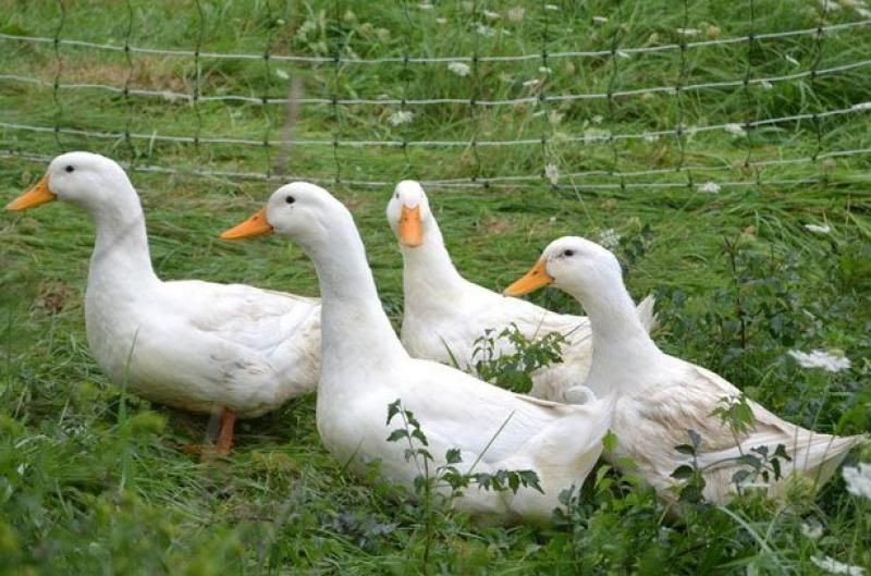 Інкубаційний яйця