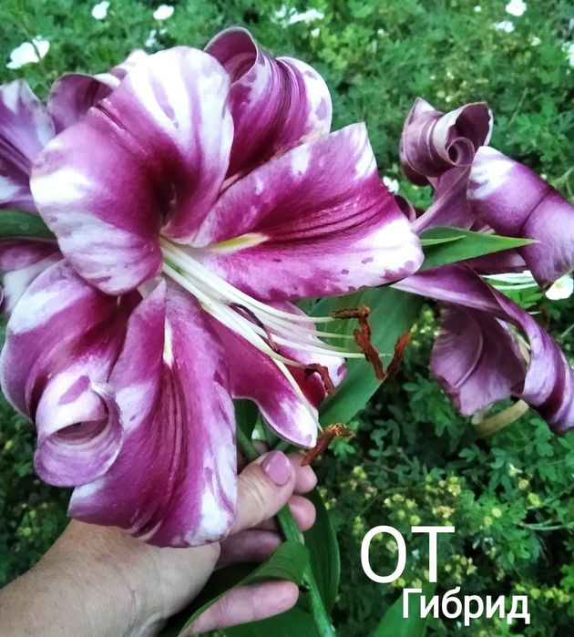 Лилия садовая ; Apricot Fudge; Амариллис-Гиппеаструм-комнатная Лилия