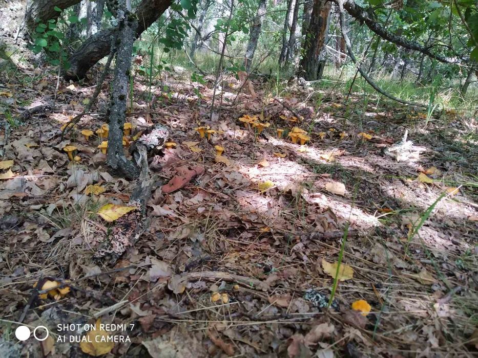 Грибы лисички, сухие, мороженные, свежие.