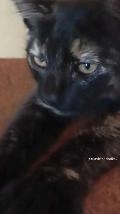 Киця Богдася 7 місяців