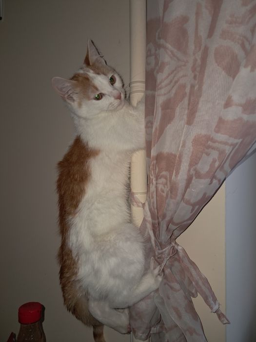 Котинята 1 Хлопчик