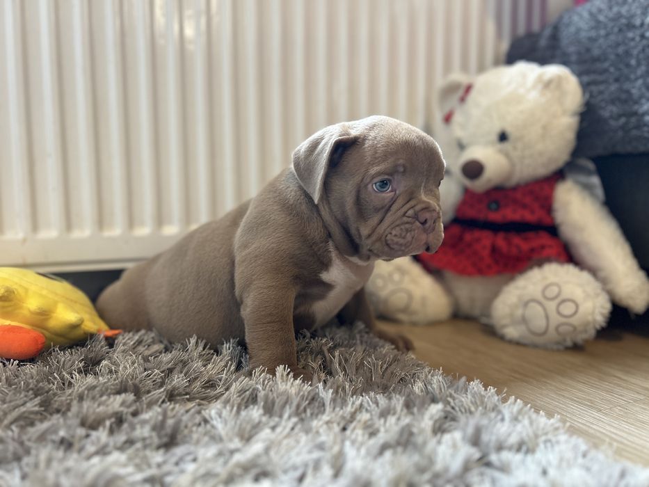 Piesek American Bully