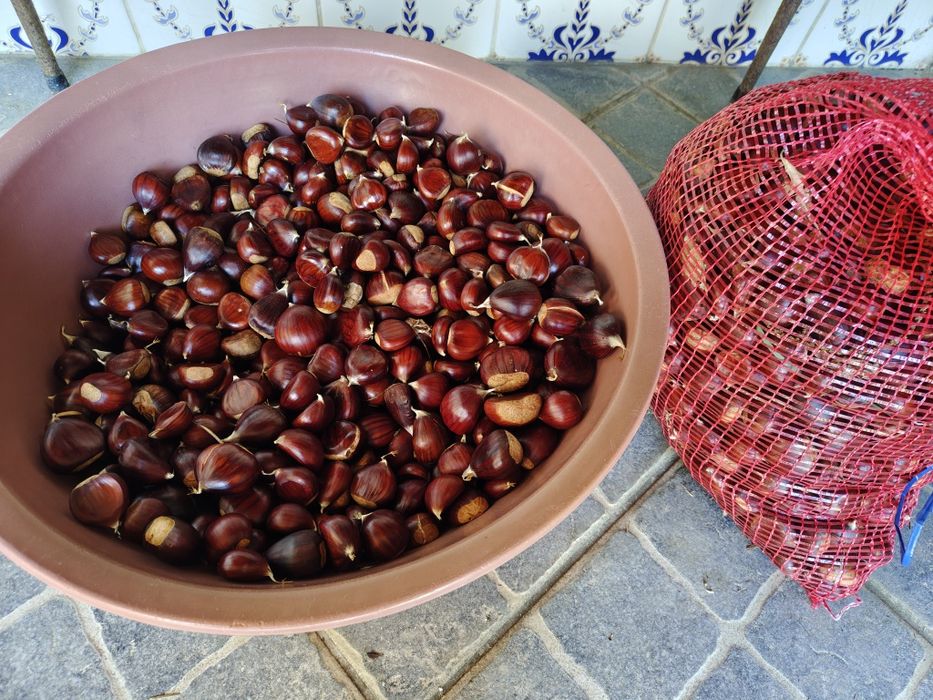 Vendo  castanhas