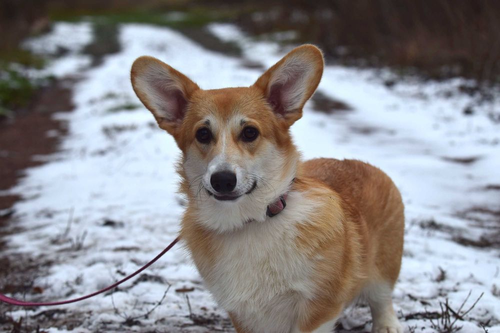 Цуценята вельш коргі пемброк
