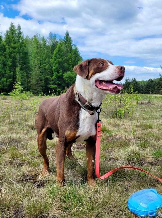 DEXTER Pilna adopcja