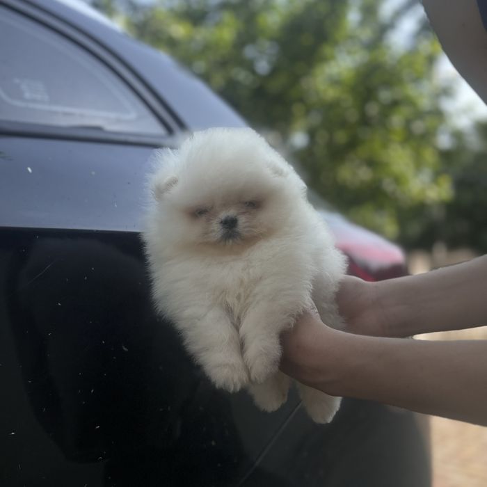 Ведмедик шоу класу хлопчик