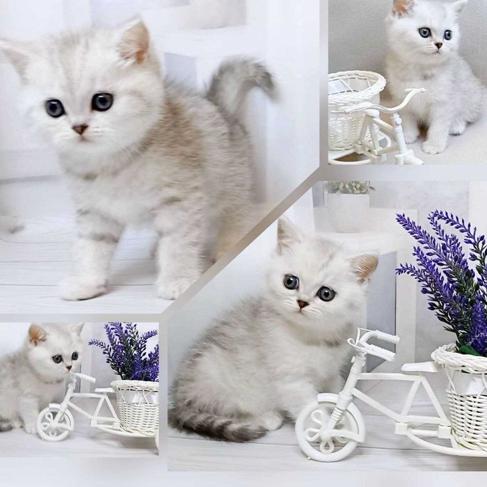 Кошенятка чистокровні , purebred kittens silver chinchillas .