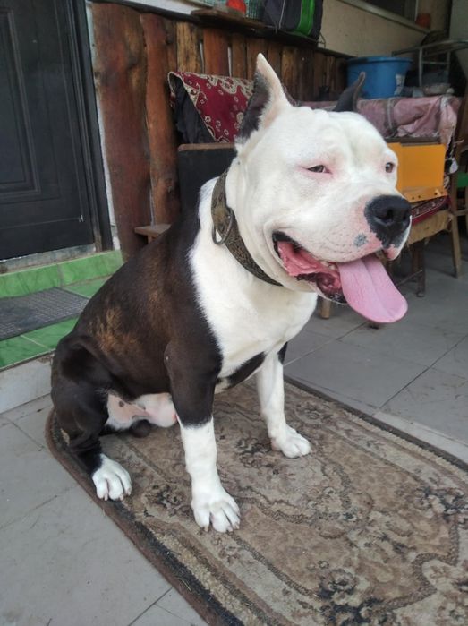 Пропонуємо для в'язки кобеля стаф