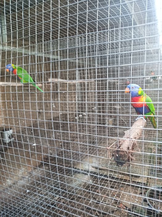 Loris molucanos para criar a mão e casal reprodutor