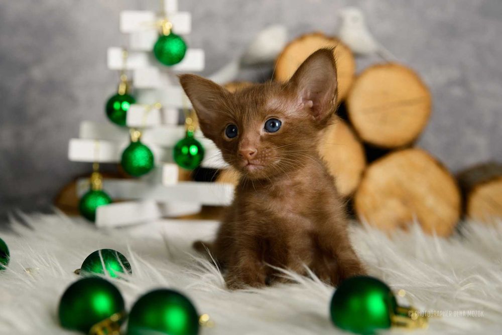 Ориентал. Орієнтал. Кошенята орі