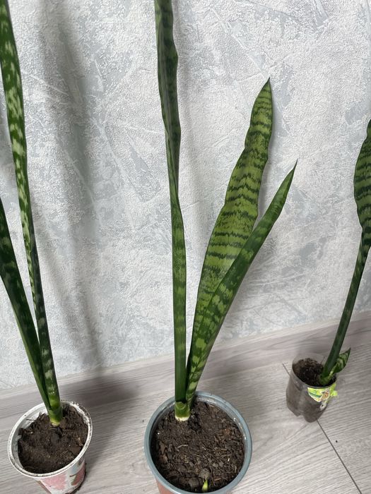 Високоросла сансевєра, санса, сансеверия