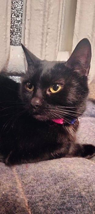 Неймовірна та магічна красуня чекає родину