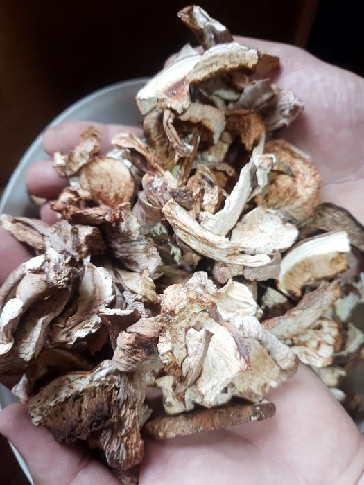 Білий гриб сушка 1200