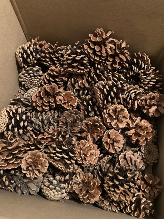 Szyszki sosnowe 0,40 opis!!