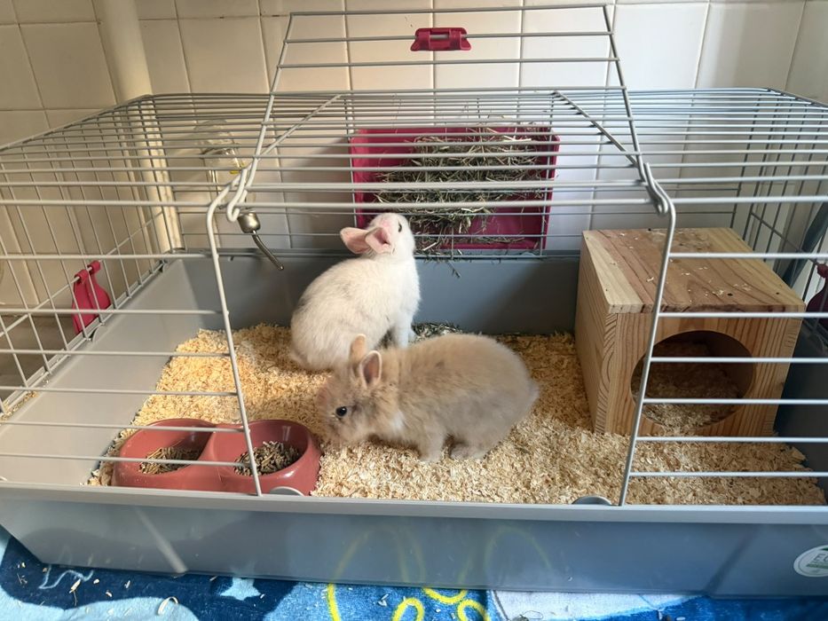 Vende-se dois coelhos machos filhotes