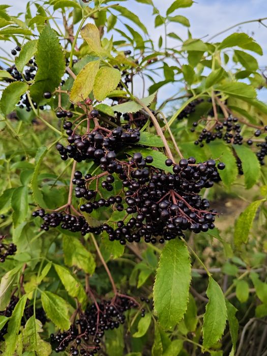 Czarny bez owoce 5kg łódzkie