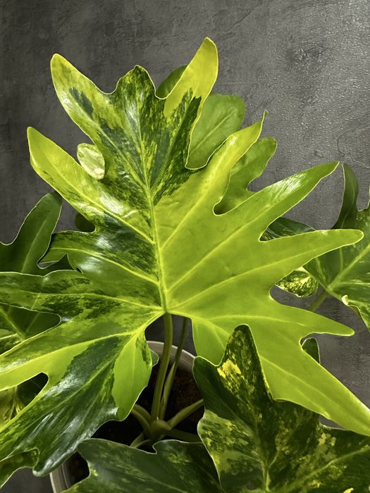 Філодендрон Selloum variegated