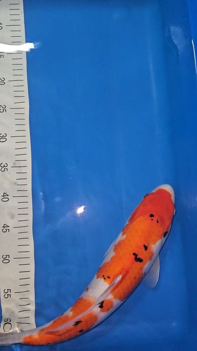 Carpa Koi - Sanke - 44cm