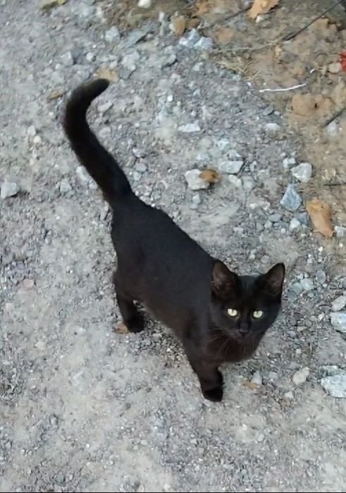 Киценята шукають родину