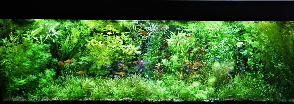 Zestaw roślin akwariowych  - 30 gat. na 1, 2 i 3 plan - wysyłka