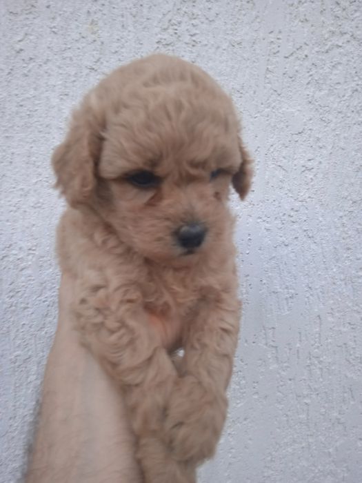 Щенки малтіпу супер