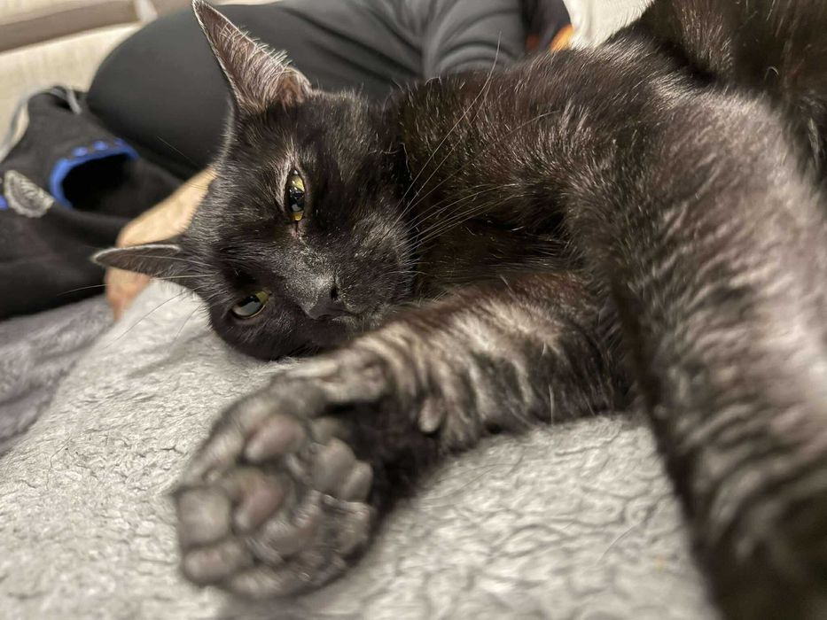 Mijusia śliczna kotka do adopcji