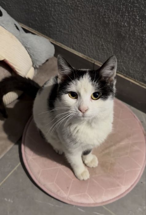 Ніжна киця, стерелізована