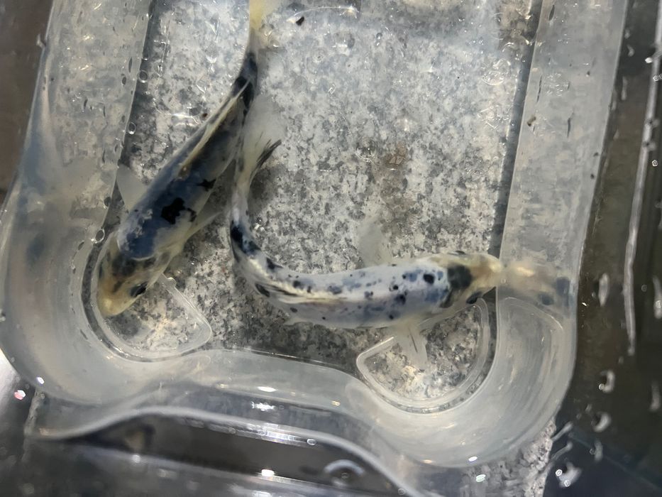Carpas koi.