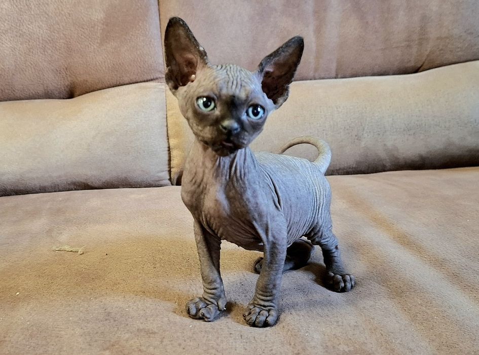 Котята Канадского сфинкса