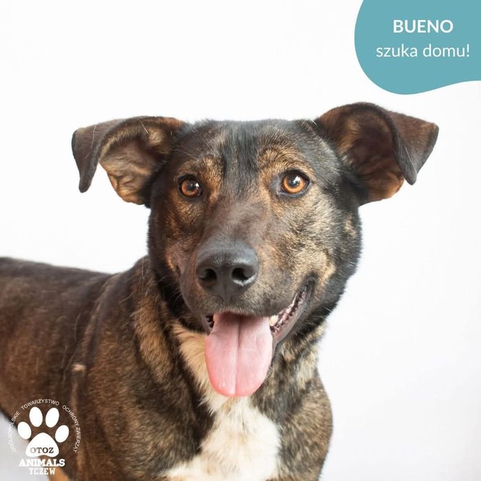 OTOZ TCZEW - BUENO - szuka domu!