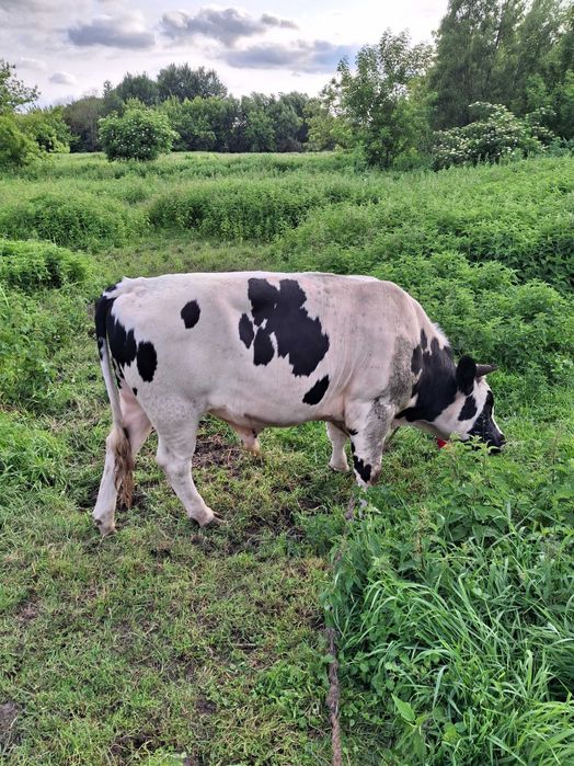 Продам бичка 06.12.25