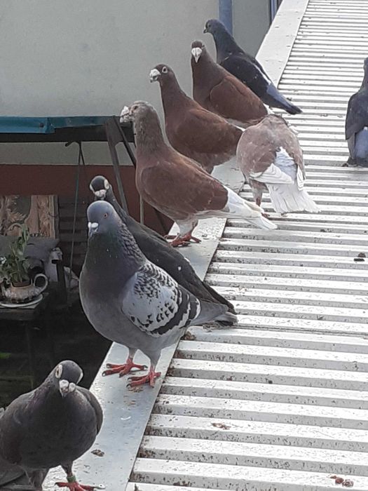 staropolskie czerwone