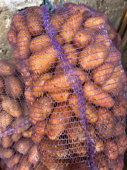 Продам картоплю
