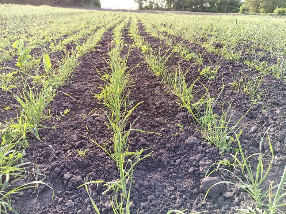 Часник  Карел чеської селекції,порцелянового сортотипу,