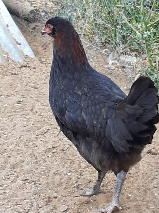 Vendo Marans de varias idades