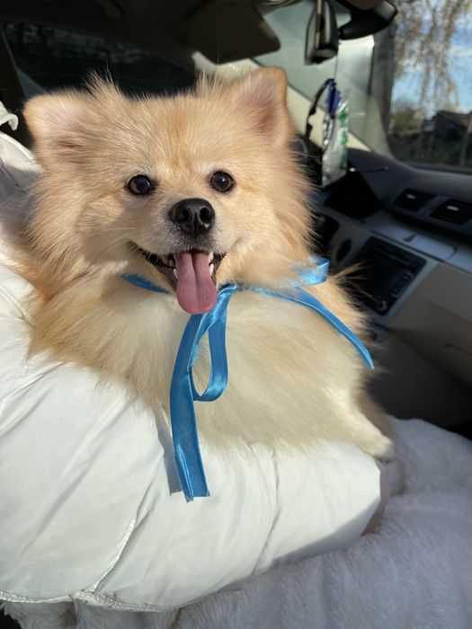 Померанські шпіци — Наймякші лапки цього року