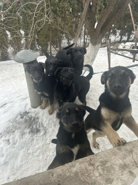 Собачки шукають люблячу сімʼю